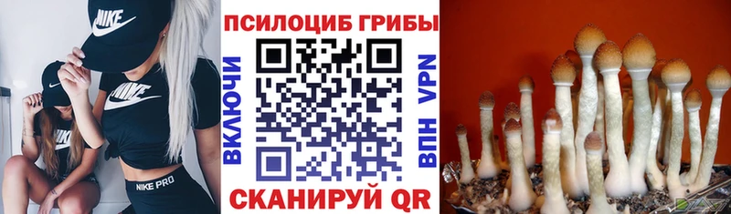 Купить где  Новоульяновск  Псилоцибиновые грибы прущие грибы 
